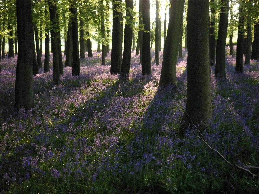 Dockey wood ashridge estate 6 may 2008 (6)